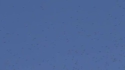 Swarm of Mosquitos Stock Footage