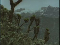 WA Rwenzori mountain top covered in snow, Tree Senecios and Everlasting Flowers in foreground, Uganda, Africa Stock Footage