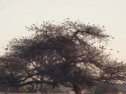 MS SLO MO Small bird flock on tree   / Central Kalahari Game Reserve, Botswana Stock Footage