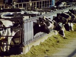 Dairy cows confined in large high density feed lot eating grain Stock Footage