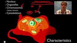 Eukarya Instructional Video