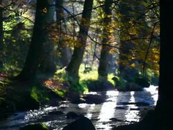 HD Stream in Autumn Forest (Loopable) Stock Footage
