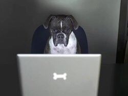 Boxer dog watches a movie, no monitor flicker Stock Footage