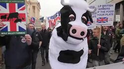CLEAN : Farmers march with sheep cows in London against cheap milk News Clip