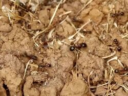 Ants highway Stock Footage