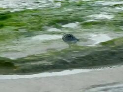 Sanderling on the beach 2 Stock Footage