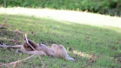 Gibbon sleeping on the grass. Stock Footage