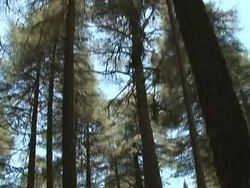 VOICED: Moroccan Barbary apes under threat News Clip