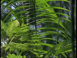 CU Tilt up through sunlit leaves, Amazon Stock Footage