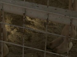 CU View of camel feet through mesh of fencing / Bahrain Stock Footage