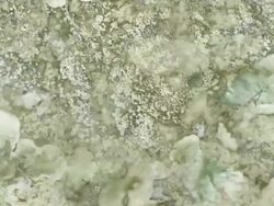 LICHEN : (LOOP) Stock Footage