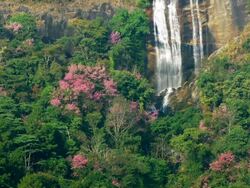 Waterfall in Spring Pink Cherry Blossoms Stock Footage