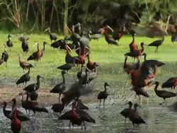 Glossy ibis (Plegadis falcinellus), wintering in Israel. Feeding in pools. Stock Footage