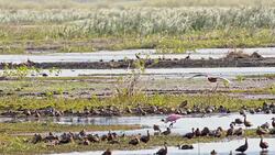 SLO MO Ducks flying into the marsh Stock Footage