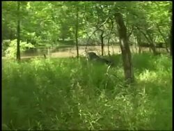 Alligator scurrying through grass into water, moving away from camera, Brazos Bend State Park, Texas, USA Stock Footage
