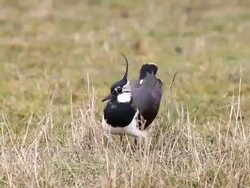 Bird Life At Elmley Marshes Stock Footage