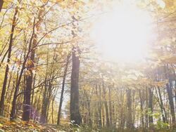 HD: Direct Sunlight In Autumn Forest Stock Footage