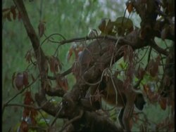 MS pair of Hanuman Langur, Semnopithecus entellus, mating in tree, Bandhavgarh National Park, India Stock Footage