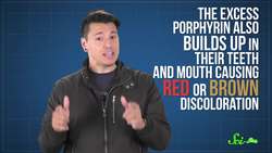 Vampires: The Science Behind the Myth Instructional Video