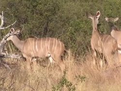 Linyanti Wildlife Reserve News Clip