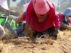  MS SLO MO Farmers harvesting Ginseng at plantation / Geumsan, Chungcheongnamdo, South Korea Stock Footage