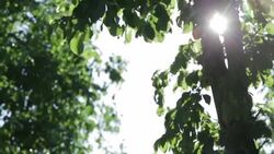 Glowing sunshine through Leaves - Stock Footage Stock Footage