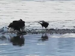 MS Bald eagles along Chilkat River in Chilkat Bald Eagle Preserve in winter compete with gull for Chum salmon / Haines, Alaska, United States Stock Footage