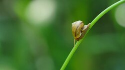 Snail walking on branches in the rainforest. Stock Footage