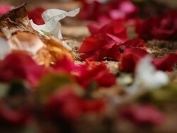 Nature background. Selective focus Stock Footage