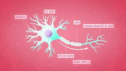 The Chemical Mind - Crash Course Psychology Instructional Video