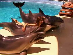 Girl and Dolphins Stock Footage