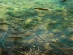 Fish in water Stock Footage