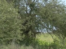 Mother African Bush Elephant (Loxodonta africana) with calf; mother looks defensive, Kenya, Africa Stock Footage