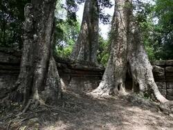 MS   Large trees surrounding  ruin wall at Ta Prohm / Siem Reap, Siem Reap, Cambodia Stock Footage