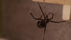 A black widow spider dangles from a web in a basement. Stock Footage