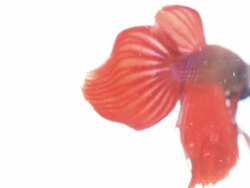 Red siamese fighting fish Stock Footage