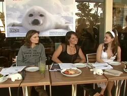 Celebrity Save The Seal Day: Press Conference Hosted by Celebrities Against The Seal Hunt Stock Footage
