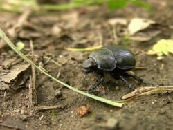 Scarab beetle Stock Footage