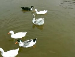 Ducks and the goose Stock Footage