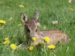 CU Deer laying in meadow and then getting up / Vieux Pont, Normandy, France Stock Footage