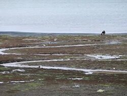MS Man gathering guano in low tide with water in and seagulls moving / Castro, Isla Grande de ChiloÃŒÂ©, Chile Stock Footage