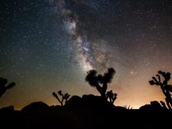 TIME LAPSE: Joshua Tree under Milky Way Stock Footage