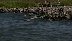 A flock of brown pelicans roosts along a shoreline, then fly over the Gulf of Mexico. Stock Footage