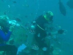Tourist divers photographing and feeding bull shark, Carcharhinus leucas, Fiji, South Pacific  Stock Footage