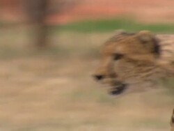 Cheetah (Acinonyx jubatus) stalking, close up, Kenya Stock Footage