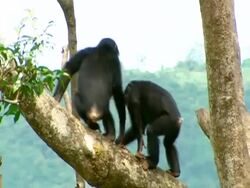 MS young chimp climbing up branch to 2nd chimp, screaming and hitting each other before retreating Stock Footage