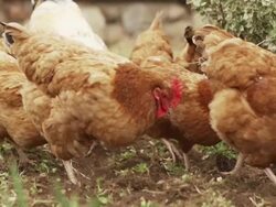 Free range rooster and hens Stock Footage