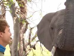 MS ZO Shot of African elephant takes a man hat off and puts it on his own head and puts it back / ghanzi district, ghanzi district, botswana Stock Footage