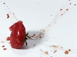 MS SLO MO Red tomato falling and exploding on floor against white background / Vieux Pont, Normandy, France  Stock Footage