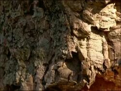 Close up Cork (Quercus suber), Andalusia, Southern Spain Stock Footage